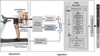 Design of a Bio-Inspired Gait Phase Decoder Based on Temporal Convolution Network Architecture With Contralateral Surface Electromyography Toward Hip Prosthesis Control